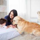 Top 8 Most Pet-Friendly Communities In Dubai