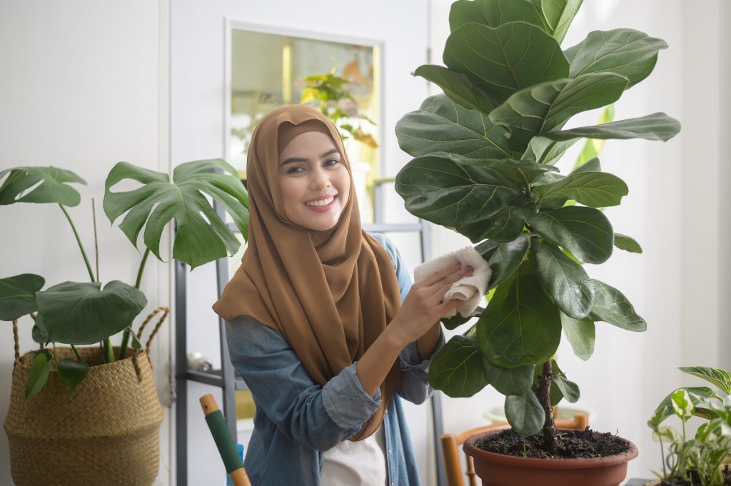 Indoor Plants