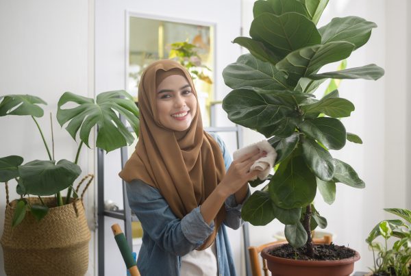 Indoor Plants