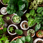 A Guide to Thriving UAE Gardens Plants for Summers and Winters 