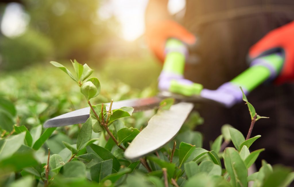 Essential Tips to make your Apartment Garden ready for Summer