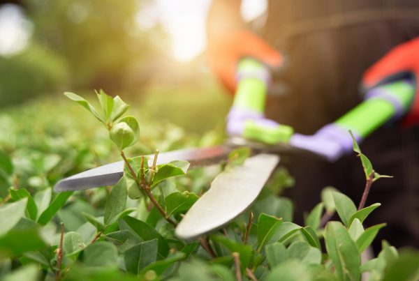 Essential Tips to make your Apartment Garden ready for Summer